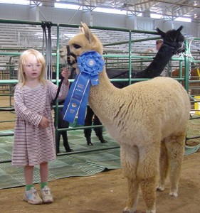 Avery and alpaca